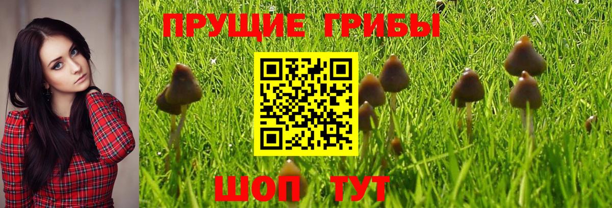 Галлюциногенные грибы Cubensis  дарнет шоп  Курск  Вход с VPN 