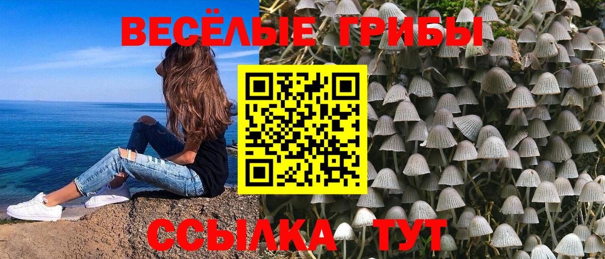 Галлюциногенные грибы Psilocybe Курск